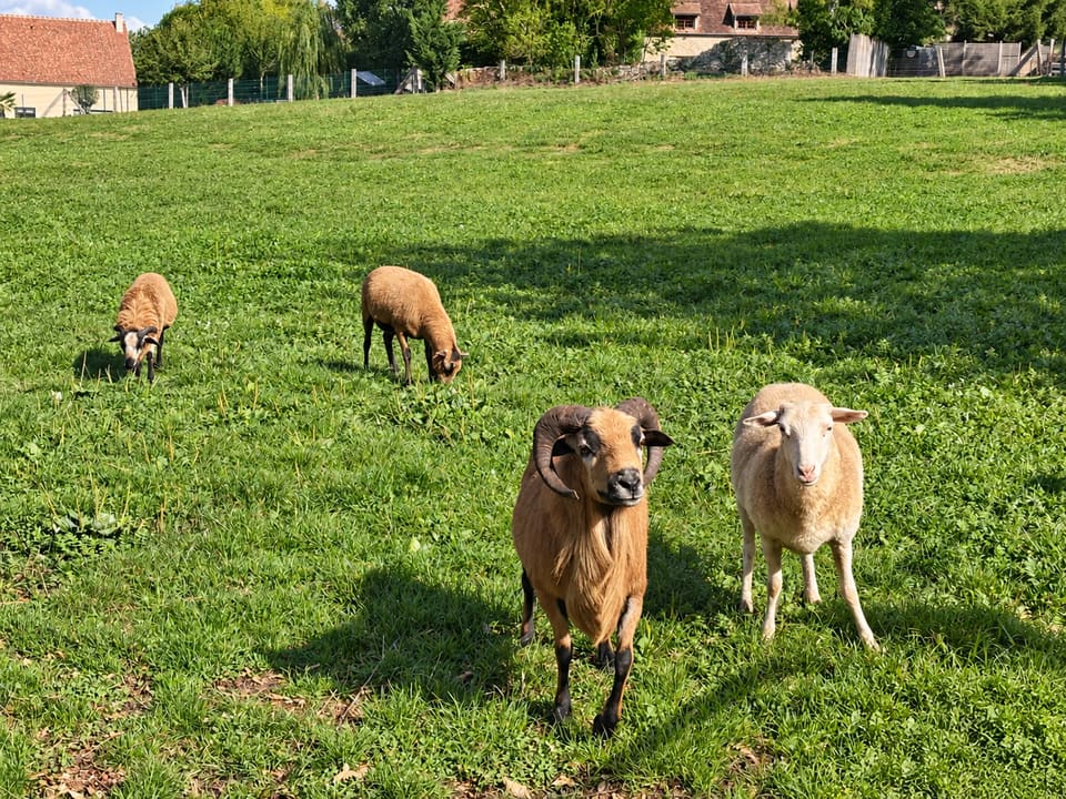 Un bélier brun et des moutons dans la prairie du Clos des Vignes.