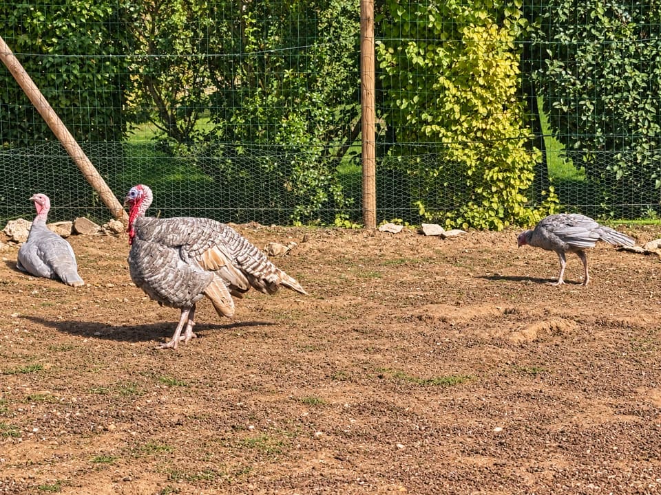 Des dindons dans leur enclos bordé de végétation au Clos des Vignes.