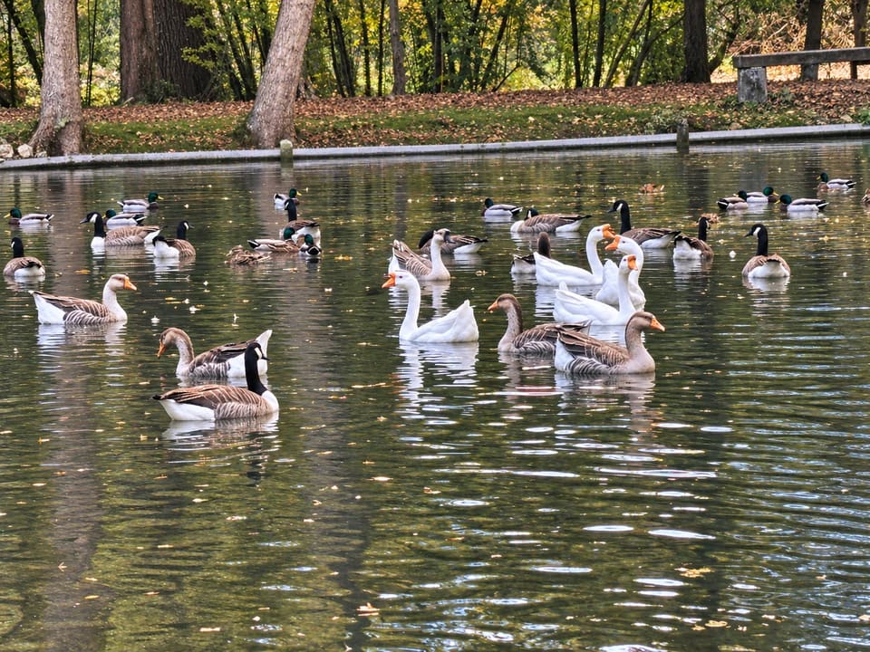 Des oies, des bernaches et des canards nagent sur l’étang du Clos des Vignes.