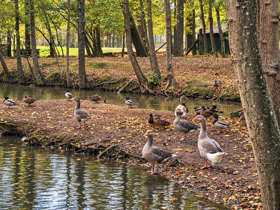 Des oies et des canards se reposent sur une berge boisée du Clos des Vignes.