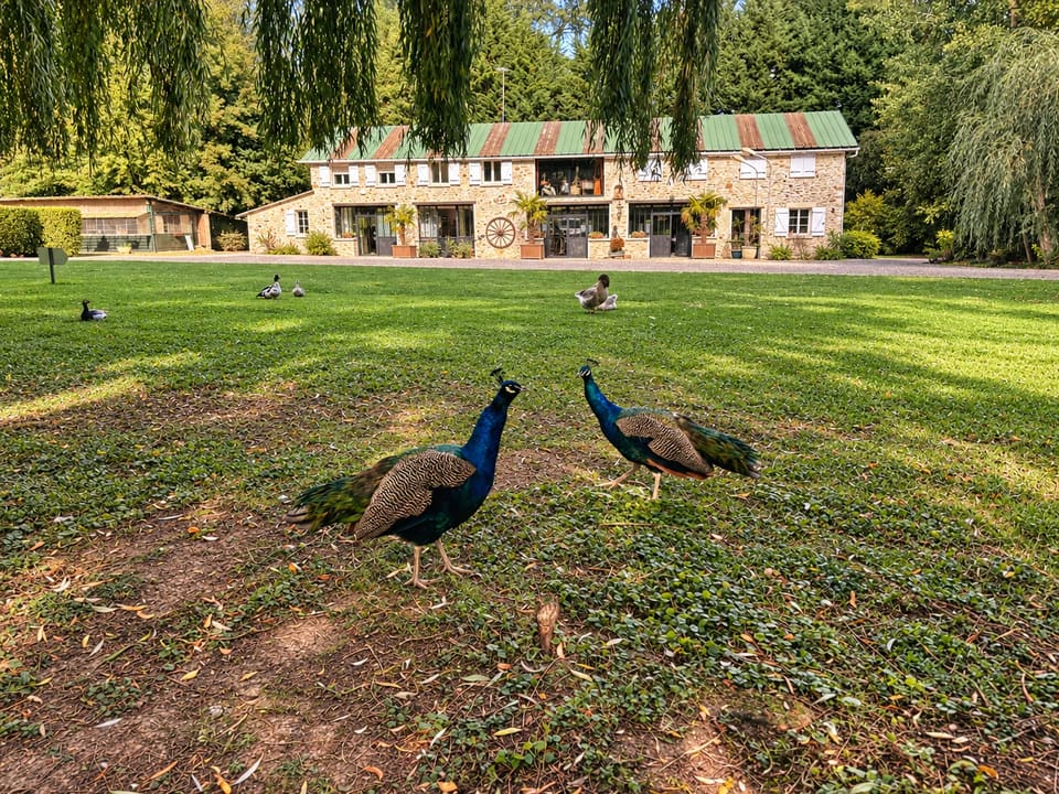 Deux paons se promènent sur la pelouse devant un bâtiment du Clos des Vignes.