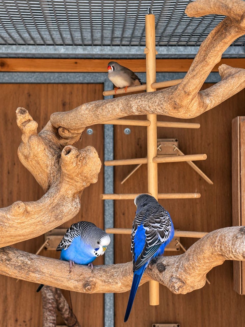 Deux perruches bleues sur une branche dans la volière du Clos des Vignes.