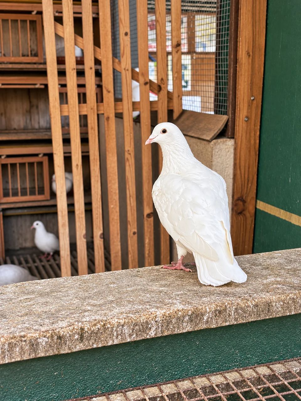 Un pigeon blanc posé sur un rebord dans la volière du Clos des Vignes.
