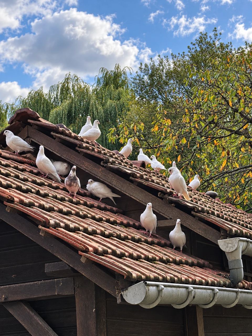 Des pigeons, principalement blancs, sont perchés sur un toit de tuiles au Clos des Vignes.