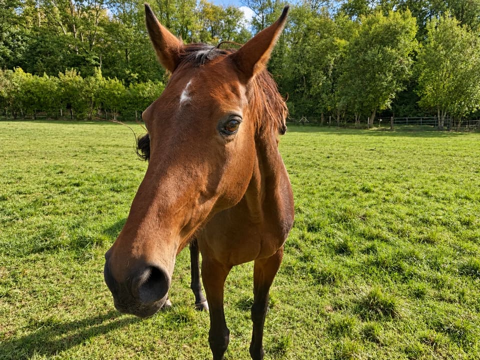 Portrait d’un cheval brun avec une marque blanche sur le front au Clos des Vignes.